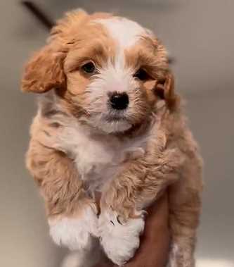Maltipoo For Sale In Kolkata