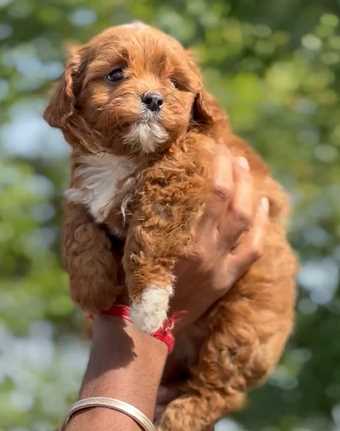 Maltipoo For Sale In Kolkata