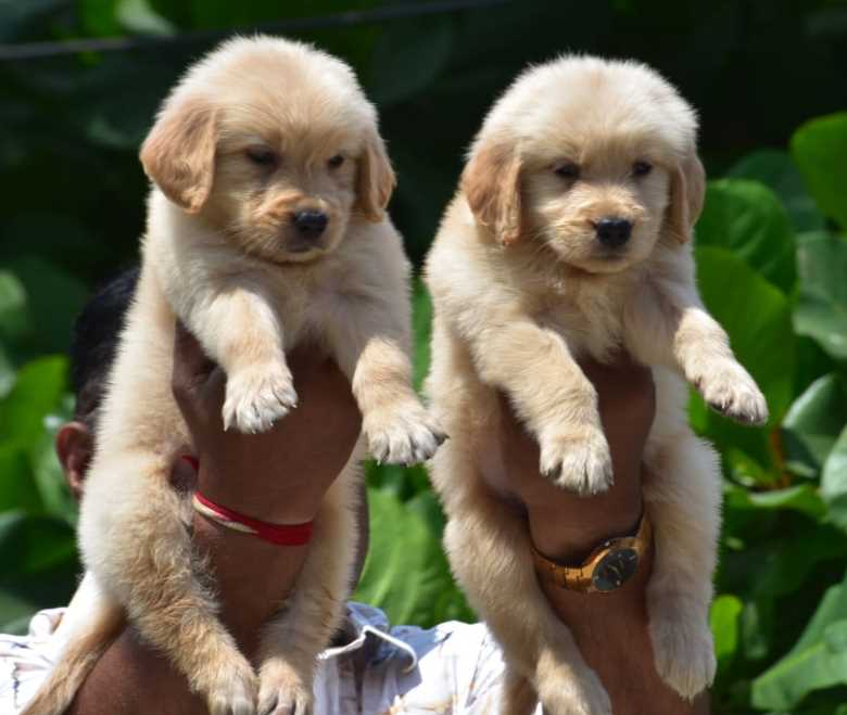 Golden Retriever For Sale In Bhopal
