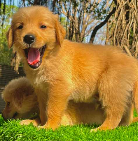 Golden Retriever For Sale In Bhopal