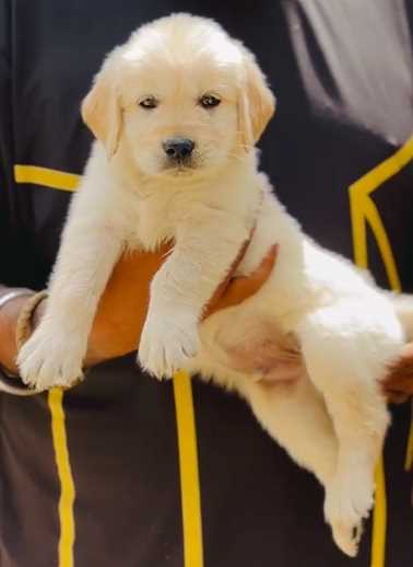 Golden Retriever For Sale In Bhopal