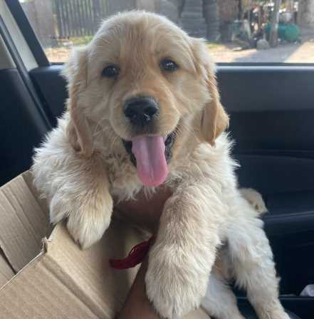 Golden Retriever For Sale In Bhopal