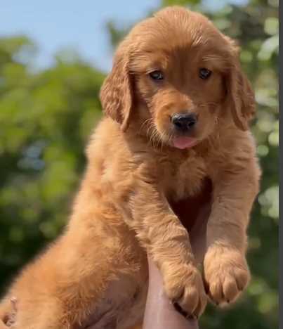 Golden Retriever For Sale In Bhopal