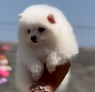 Toy Pomeranian For Sale In Hyderabad