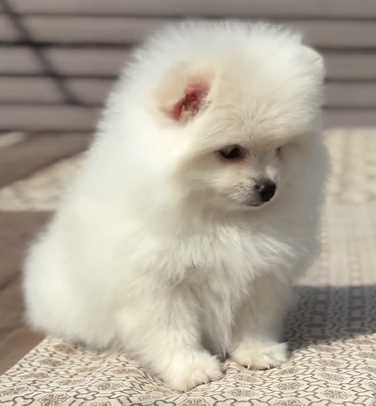 Toy Pomeranian For Sale In Hyderabad