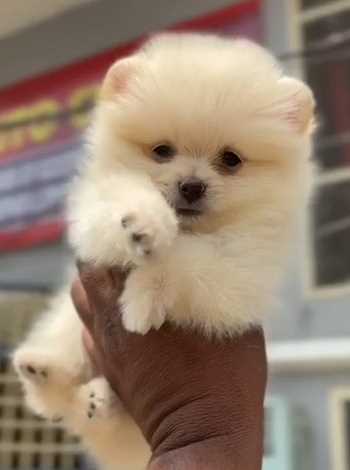 Toy Pomeranian For Sale In Hyderabad