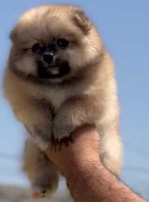 Toy Pomeranian For Sale In Hyderabad