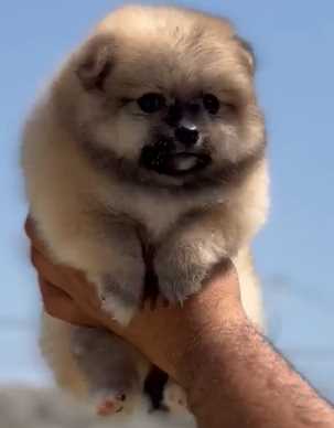 Toy Pomeranian For Sale In Hyderabad