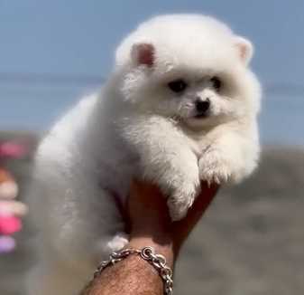 Toy Pomeranian For Sale In Hyderabad