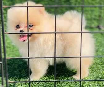 Toy Pomeranian For Sale In Hyderabad