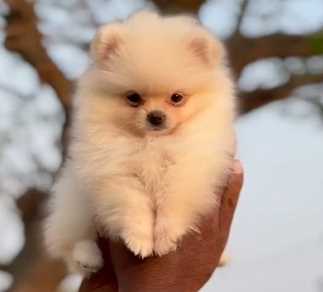 Toy Pomeranian For Sale In Hyderabad