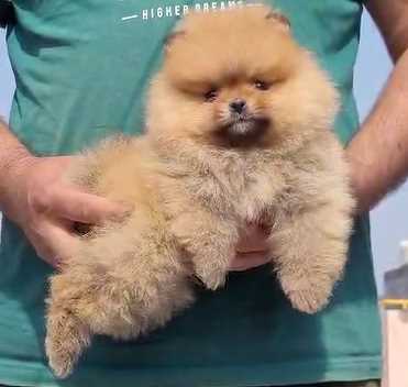 Toy Pomeranian For Sale In Gurgaon