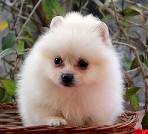 Toy Pomeranian For Sale In Gurgaon