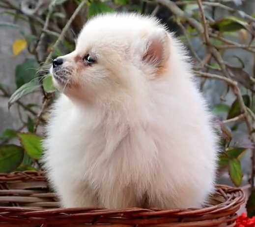 Toy Pomeranian For Sale In Gurgaon