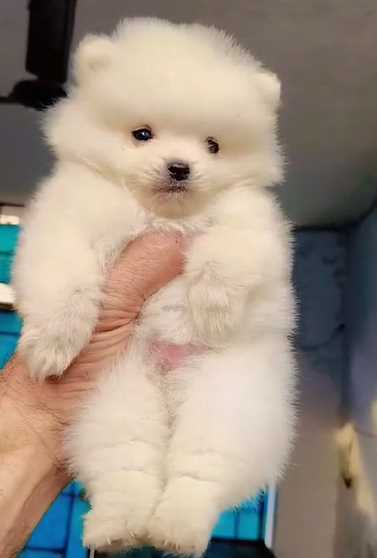 Toy Pomeranian For Sale In Gurgaon