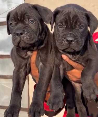 Cane Corso For Sale In Gurgaon