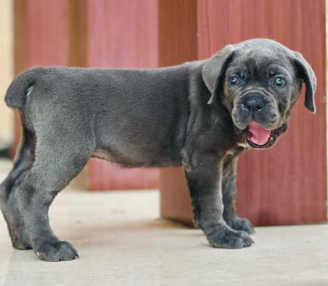 Cane Corso For Sale In Gurgaon