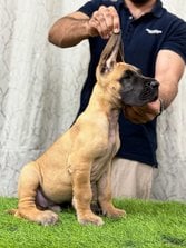 Great Dane For Sale In Hyderabad