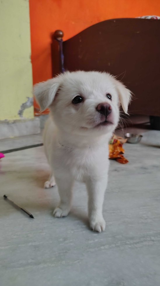 Indian Spitz For Sale In Hyderabad