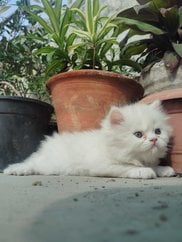 Persian For Sale In Agra