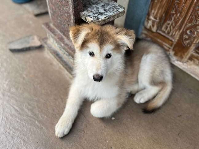 Siberian Husky For Sale In Thane