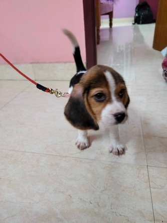 Beagle For Sale In Chennai