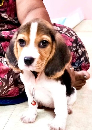 Beagle For Sale In Chennai