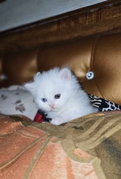 Persian For Sale In Chandigarh