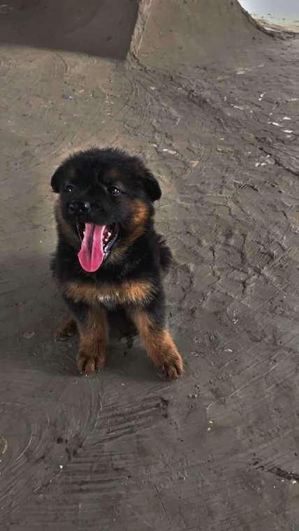 Golden Shepherd For Sale In Mumbai