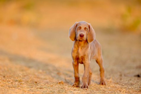 Weimaraner For Sale In Thane