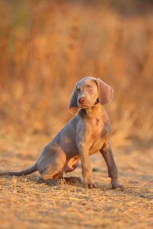 Weimaraner For Sale In Thane