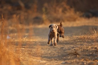 Weimaraner For Sale In Thane