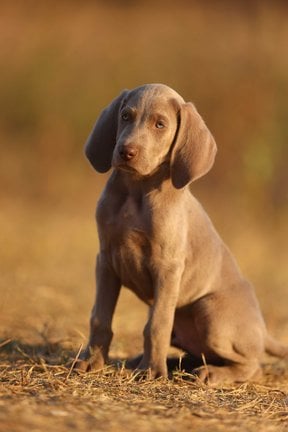 Weimaraner For Sale In Thane