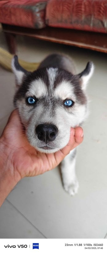 Siberian Husky For Sale In Surat