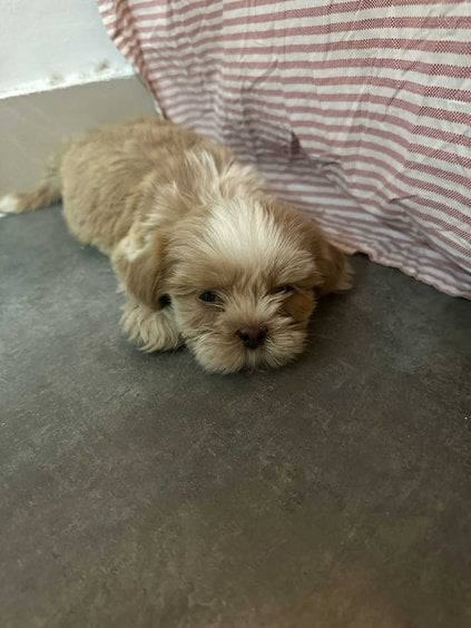 Shih Tzu For Sale In Gurgaon