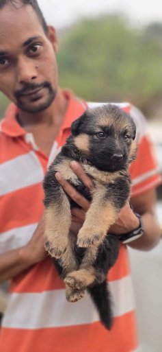 German Shepherd For Sale In Sundargarh