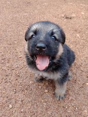 German Shepherd For Sale In Sundargarh