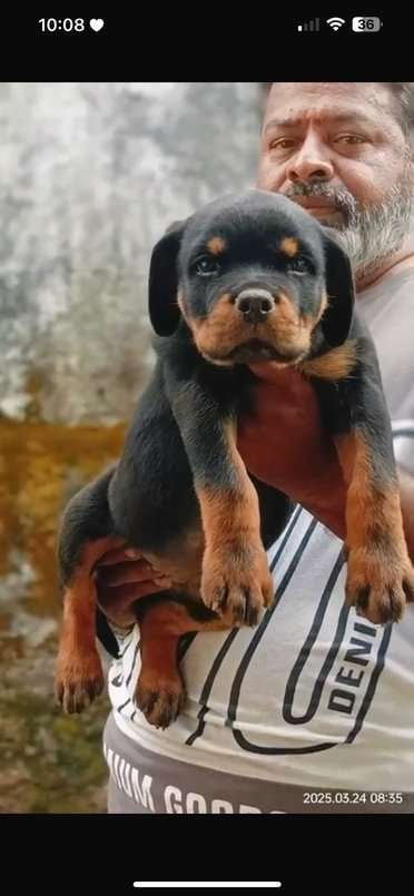 Rottweiler For Sale In Vellore
