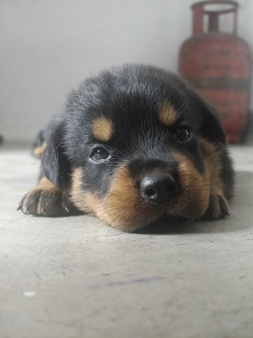 Rottweiler For Sale In Sambalpur