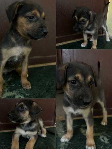 German Shepherd For Sale In Madurai