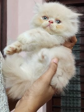 Persian For Sale In Thiruvananthapuram