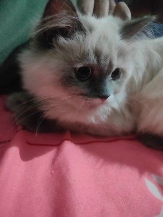 Persian For Sale In Bhopal