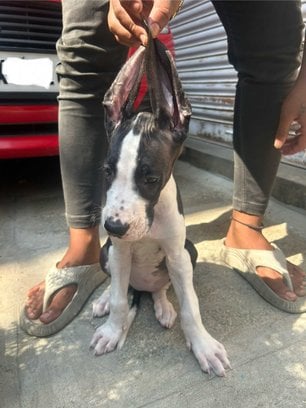 Great Dane For Sale In Bangalore