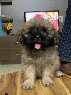 Shih Tzu For Sale In Kanchipuram
