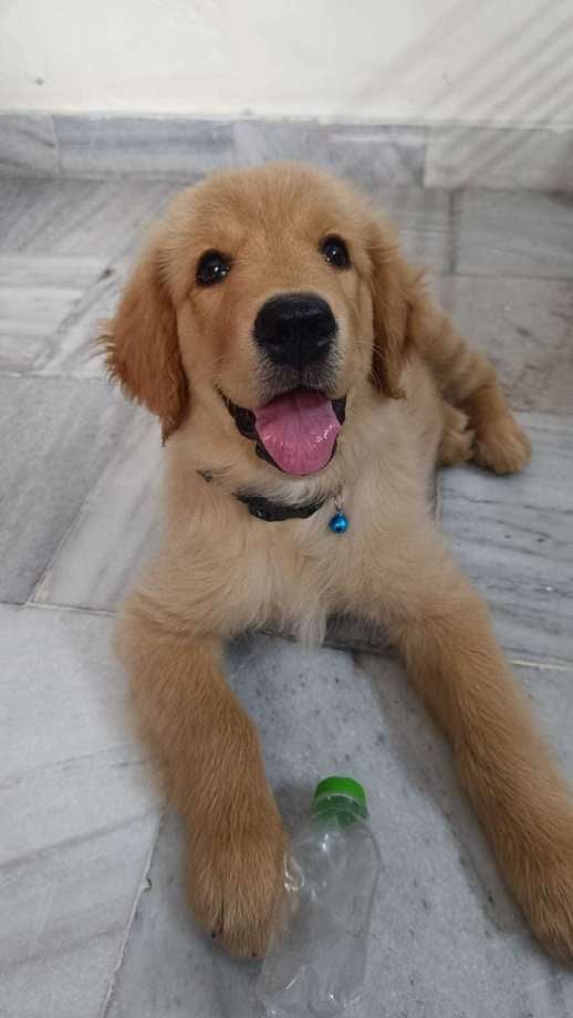 Golden Retriever For Sale In Patiala