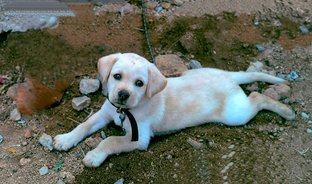 Labrador Retriever For Sale In Medak