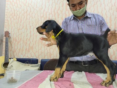 Doberman For Sale In Kolkata
