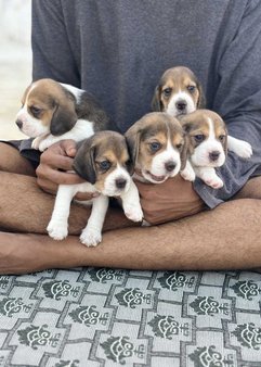 Beagle For Sale In Chennai