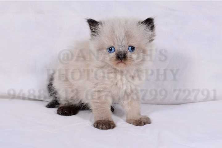 Himalayan For Sale In Coimbatore