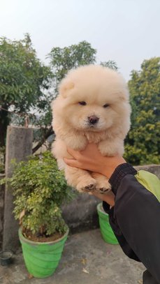 Labrador Retriever For Sale In Banda UP